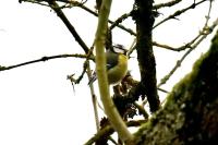 Cyanistes caeruleus