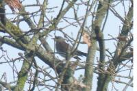 Turdus pilaris