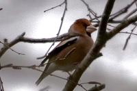Coccothraustes coccothraustes