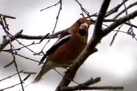 Coccothraustes coccothraustes