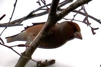 Coccothraustes coccothraustes