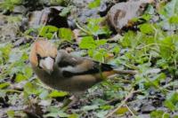 Coccothraustes coccothraustes
