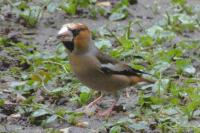 Coccothraustes coccothraustes