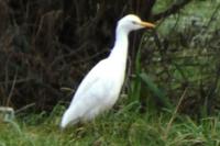 Bubulcus ibis