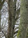 Dendrocopos major