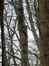 Dendrocopos major
