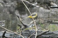 Motacilla cinerea