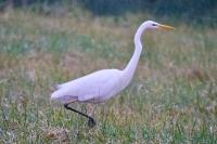 Ardea alba