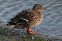 Anas platyrhynchos