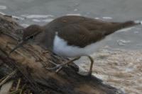 Actitis hypoleucos