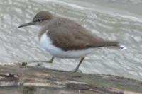 Actitis hypoleucos
