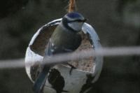 Cyanistes caeruleus
