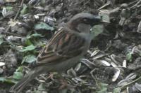 Passer domesticus