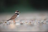 Charadrius hiaticula