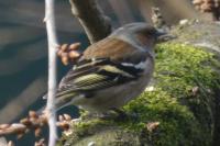 Fringilla coelebs