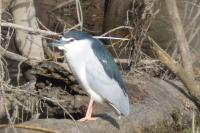 Nycticorax nycticorax