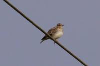 Lullula arborea