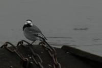 Motacilla alba