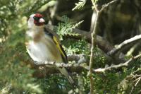 Carduelis carduelis