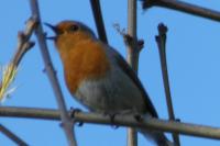 Erithacus rubecula