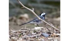Motacilla alba