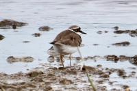 Charadrius dubius