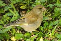 Chloris chloris