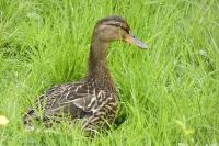 Anas platyrhynchos