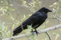 Corvus corone