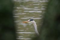Ardea cinerea
