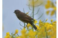 Sylvia communis