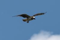 Pandion haliaetus