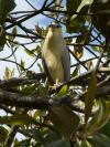 Nycticorax nycticorax