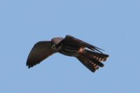 Falco subbuteo