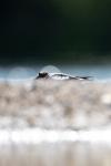 Charadrius dubius