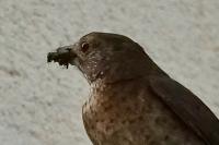 Turdus merula