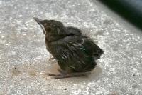 Turdus merula