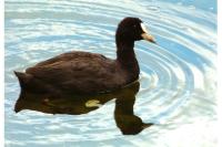 Fulica atra