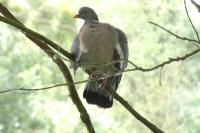 Columba palumbus