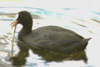 Fulica atra