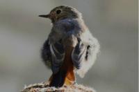 Phoenicurus ochruros