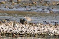 Charadrius dubius