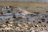 Charadrius dubius