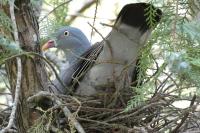 Columba palumbus