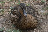 Anas platyrhynchos