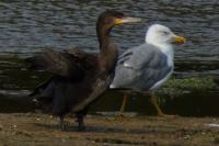 Larus michahellis