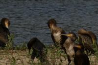 Phalacrocorax carbo