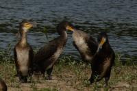 Phalacrocorax carbo