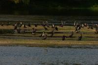 Phalacrocorax carbo