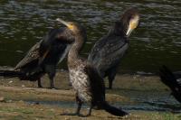 Phalacrocorax carbo
